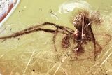 Detailed Fossil Spider (Araneae) In Baltic Amber #321713-1
